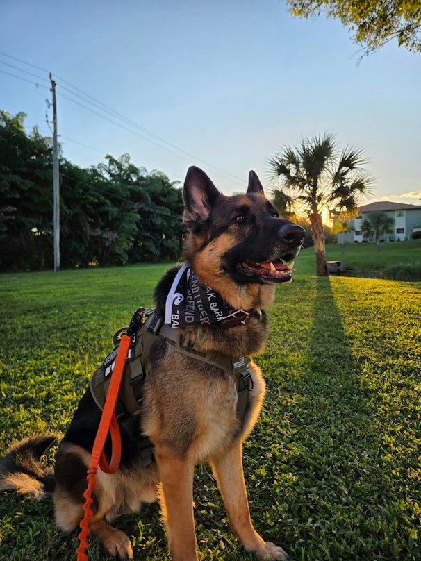 Ethan’s dog Haus wearing the T.REX Dog Bandana