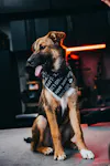 T.REX Dog Bandana