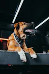 T.REX Dog Bandana