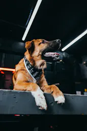 T.REX Dog Bandana